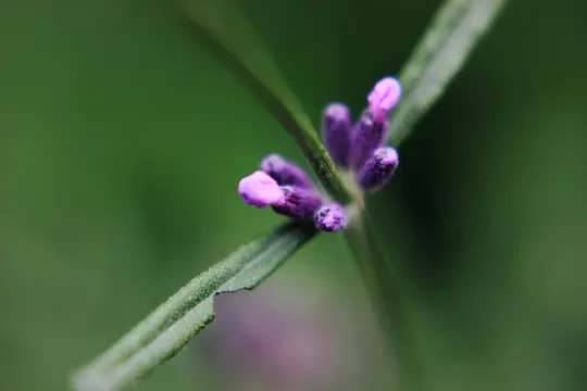 Et makrobillede af en lavendelplante viser flere små lilla blomsterknopper, der vokser frem fra grønne stængler og blade.