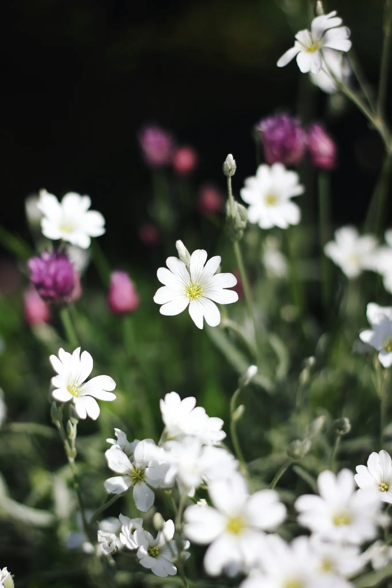 A close-up shot of small white flowers with yellow centers, some in sharp focus, surrounded by blurred purple and pink…