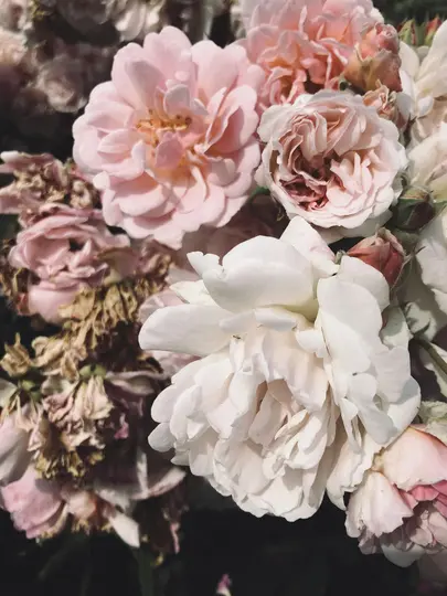Et nærbillede af flere roser, nogle i fuldt flor med bløde, lyserøde og hvide kronblade, andre delvist visne.