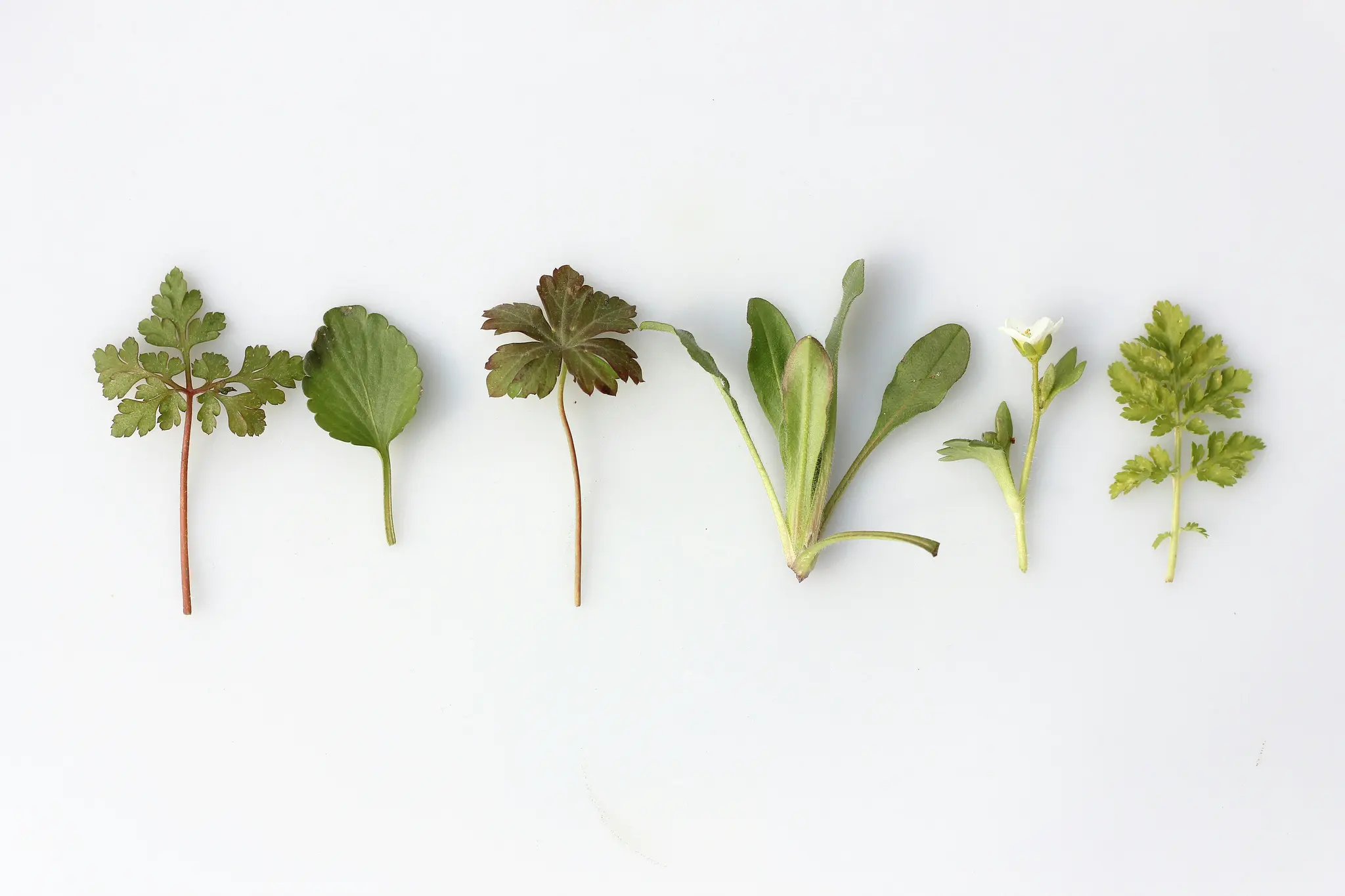 Six different plant specimens, including various leaves and one small white flower, are arranged horizontally on a plain…