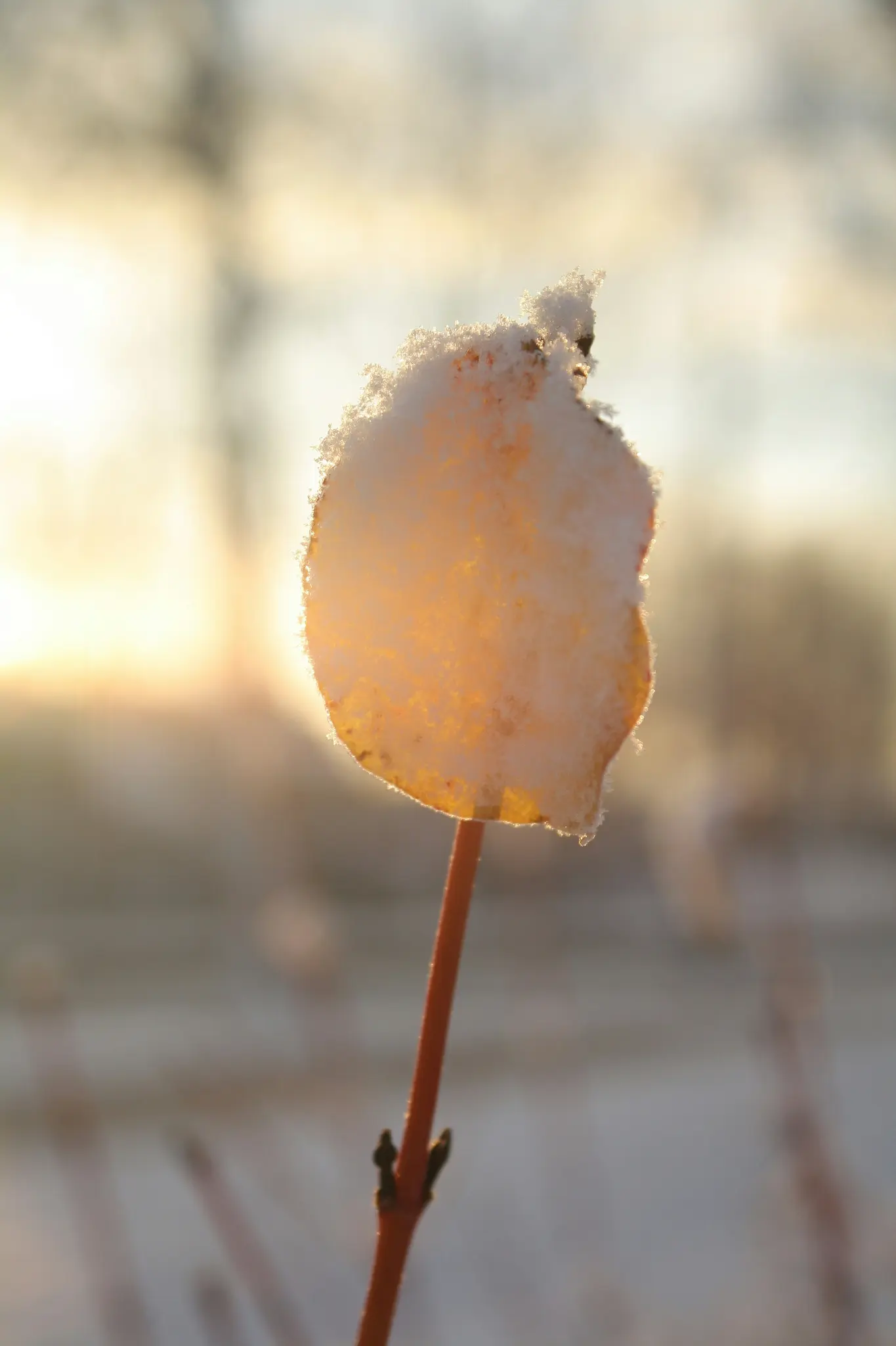 A close-up photo shows a single, roundish leaf covered in a layer of snow, glowing golden from the backlighting of the sun.
