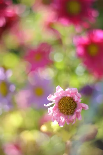 A close-up photo of a pink flower with a textured yellow-brown center, set against a soft, out-of-focus background of pink…