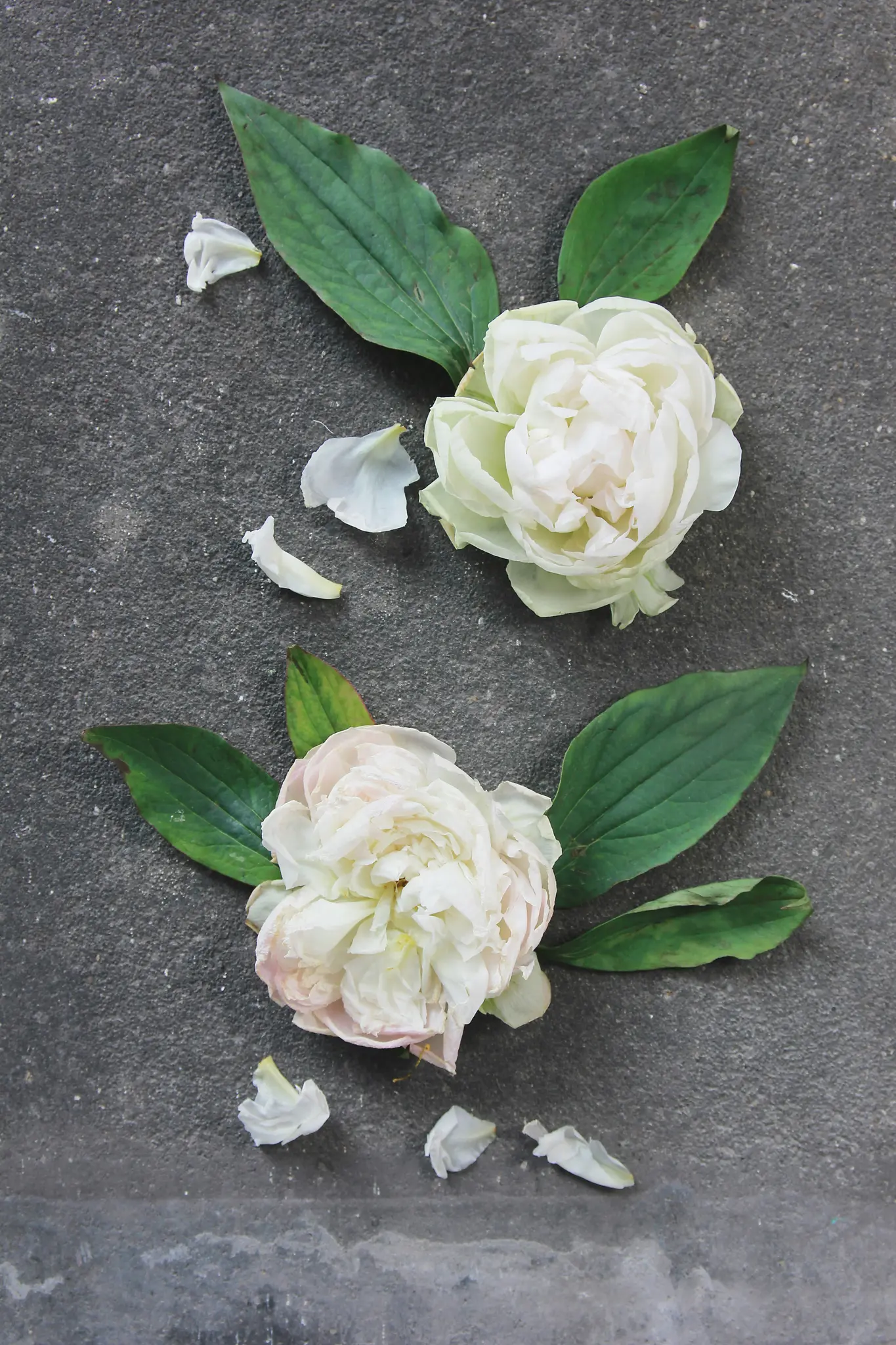 Two white peony flowers, one slightly pinkish, with green leaves and several loose petals, arranged on a dark grey textured…
