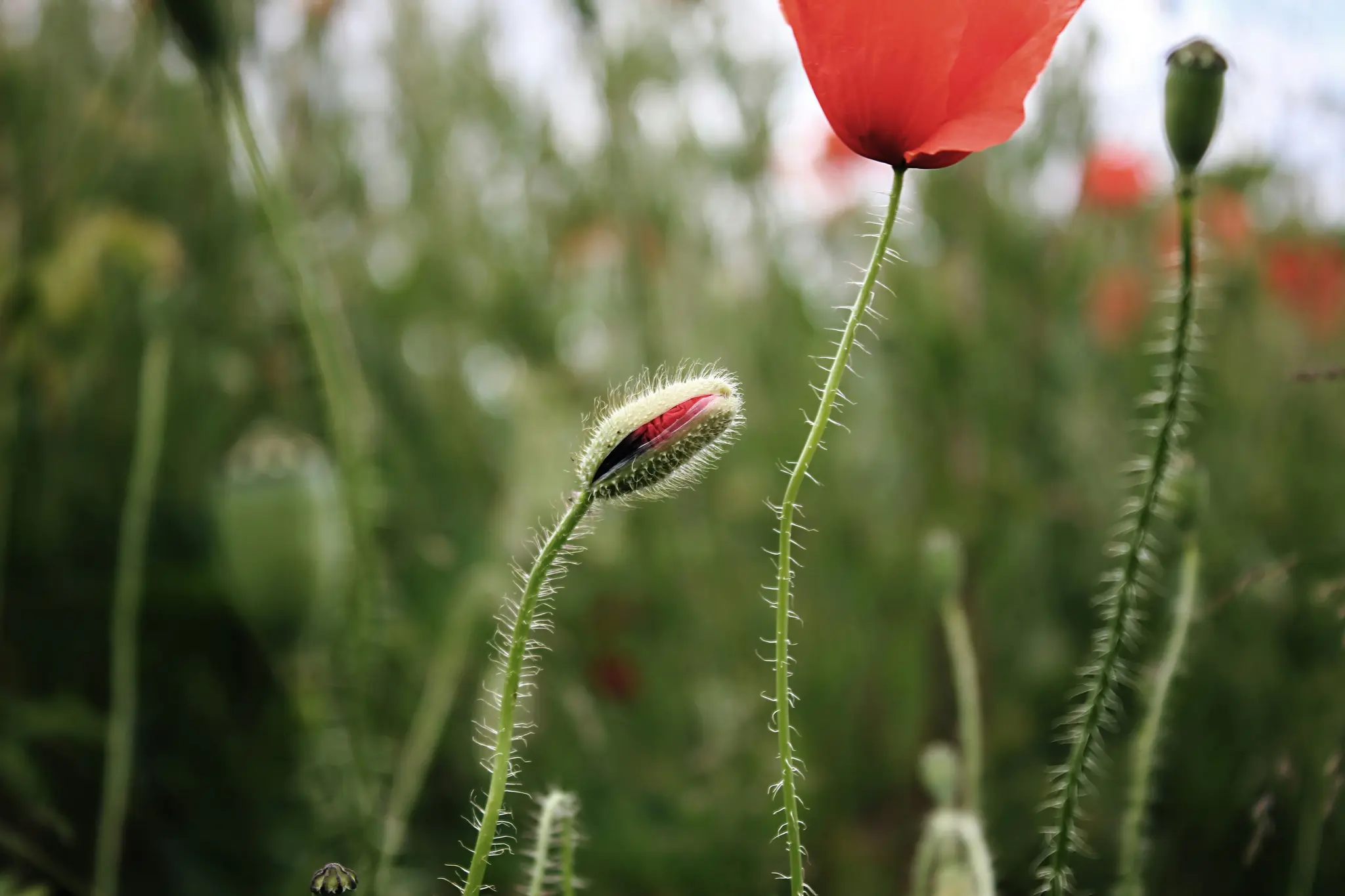 A vibrant red poppy flower in full bloom stands tall on its stem, next to a fuzzy green poppy bud with a hint of red…