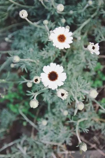 Et nærbillede, set ovenfra, af to hvide, margueritlignende blomster med mørkebrune centre, omgivet af grønne blade og