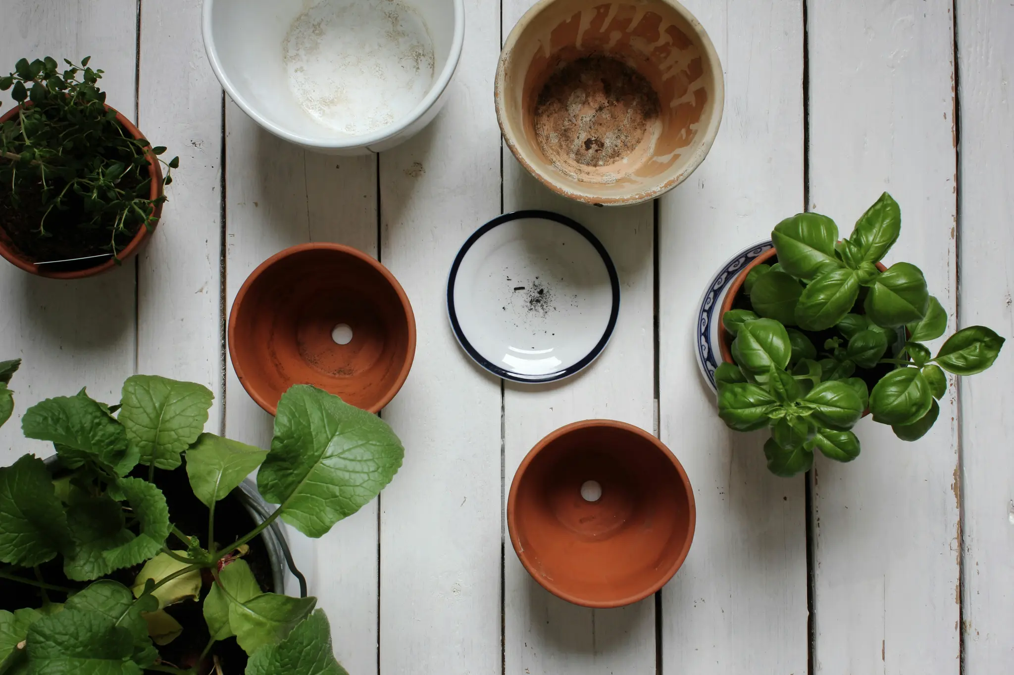 An overhead shot of several terracotta pots, a white bowl, and two potted plants, including basil, on a white wooden surface.