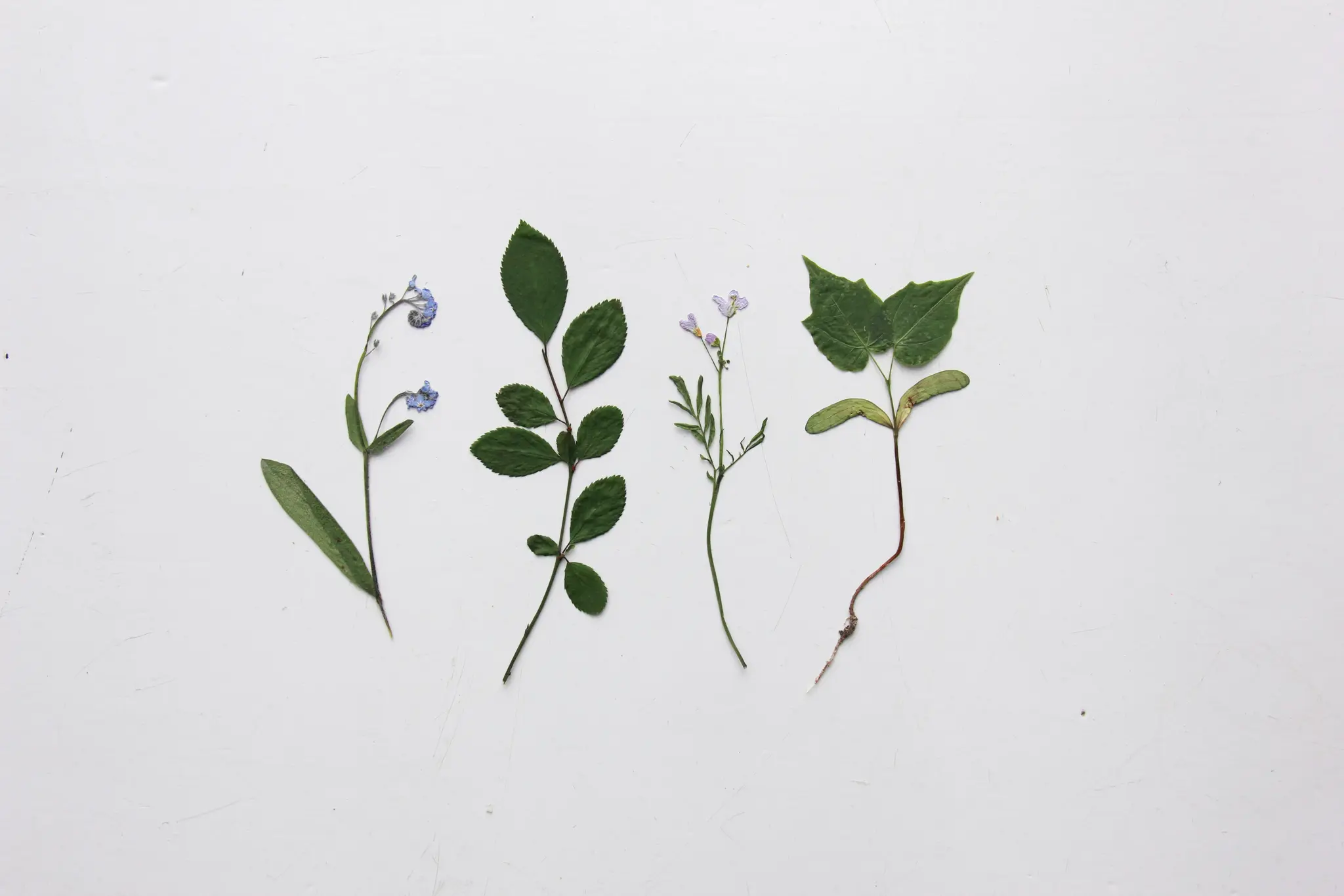 Four pressed plant specimens are laid out horizontally on a textured white surface. From left to right: a plant with small…