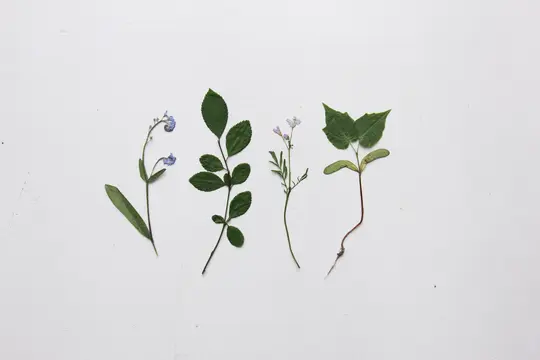 Four pressed plant specimens are laid out horizontally on a textured white surface. From left to right: a plant with small…