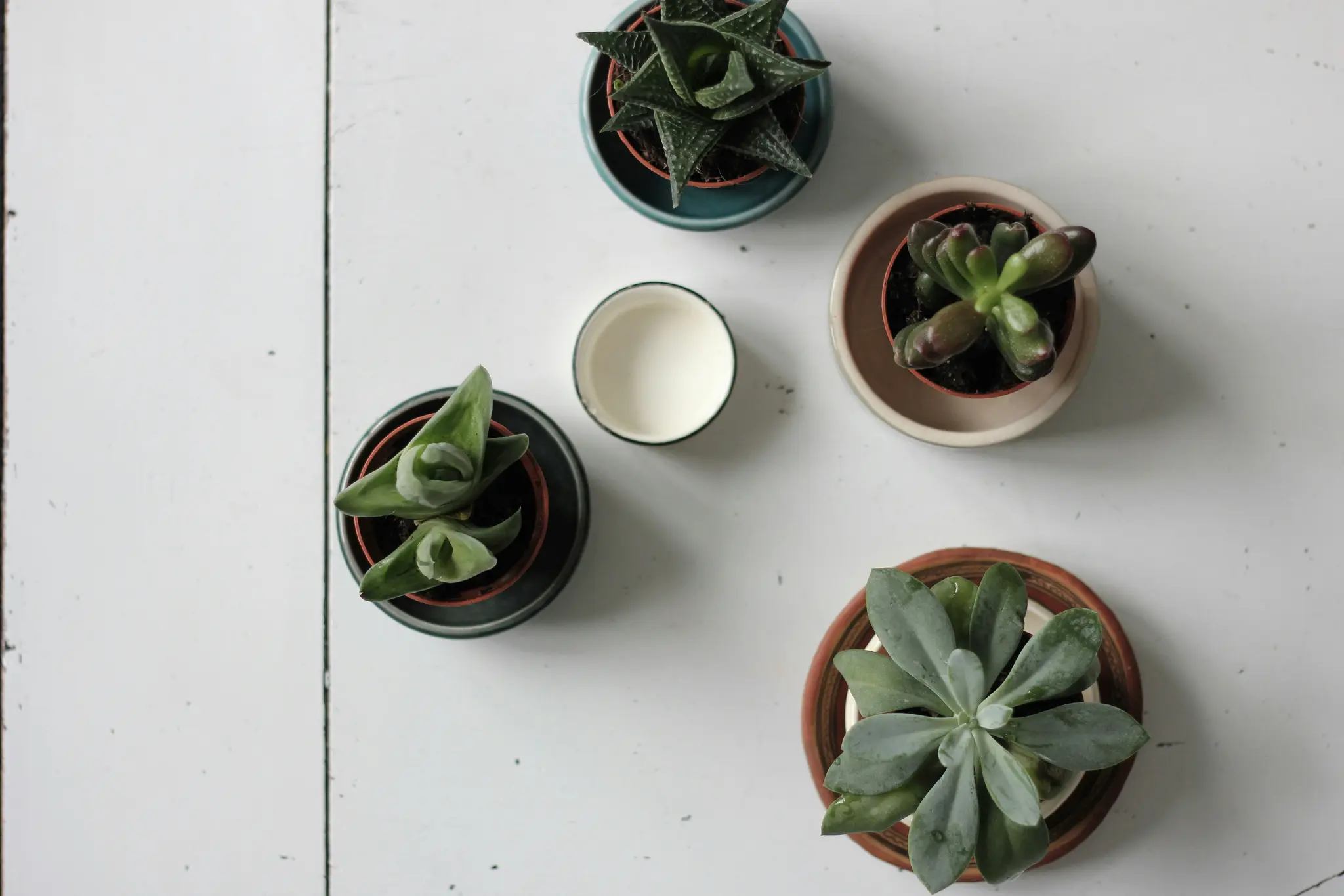 An overhead view of four different potted succulent plants and a small white cup with a dark rim, arranged on a white…