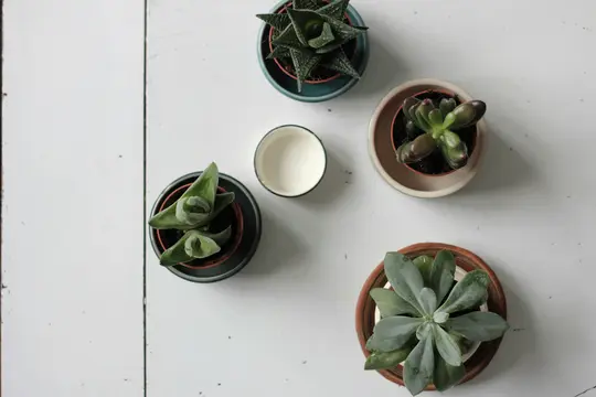 An overhead view of four different potted succulent plants and a small white cup with a dark rim, arranged on a white…