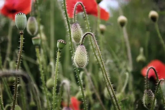 A close-up shot of green poppy seed pods and hairy buds on slender stems, with blurred red poppy flowers in the background.