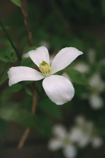 A close-up shot of a white flower with four petals and a vibrant green and yellow stamen, set against a blurred green…