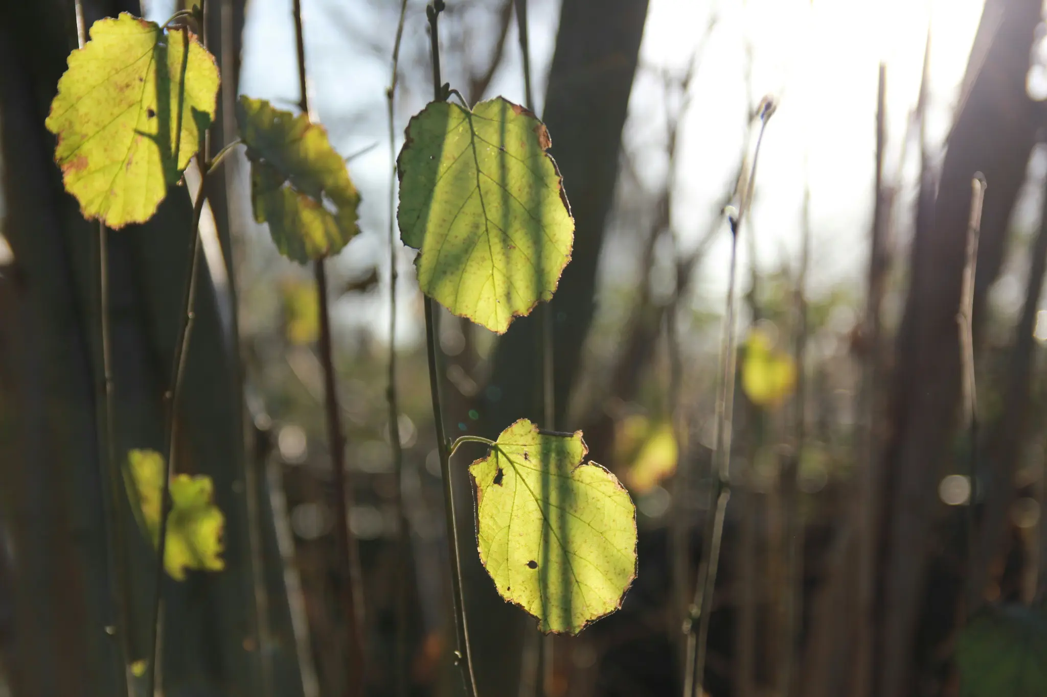 Lähikuva useista vihreistä lehdistä ohuilla oksilla, kultaisen tunnin auringon valaisemina takaa, jotka heittävät varjoja…