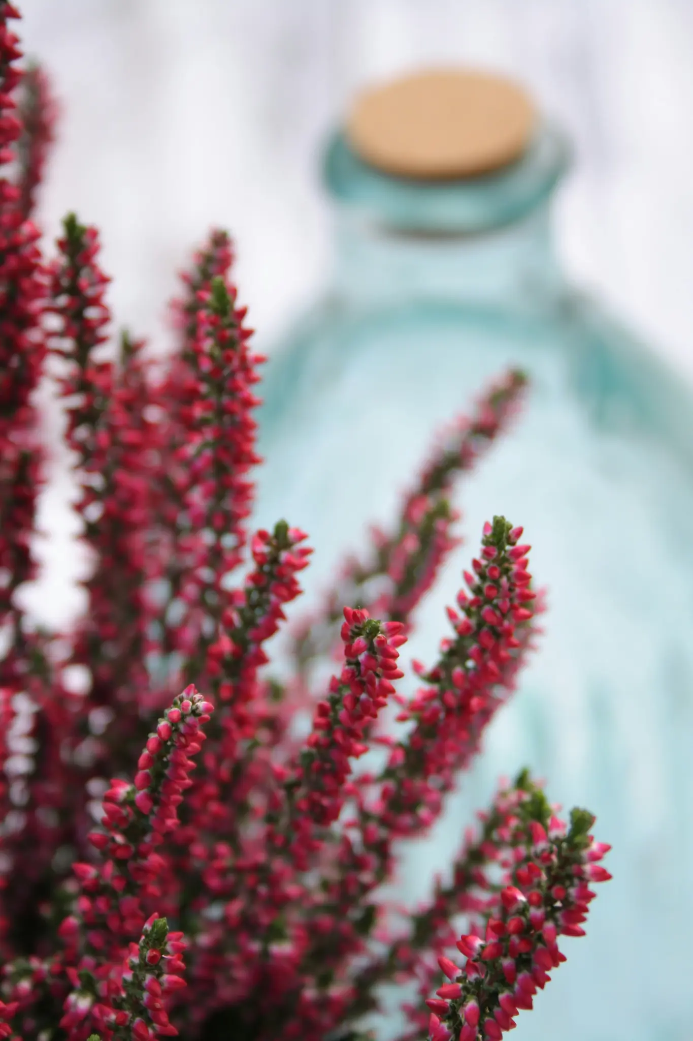 A close-up shot of bright pink heather flowers with green stems in sharp focus. A blurred turquoise glass bottle with a…