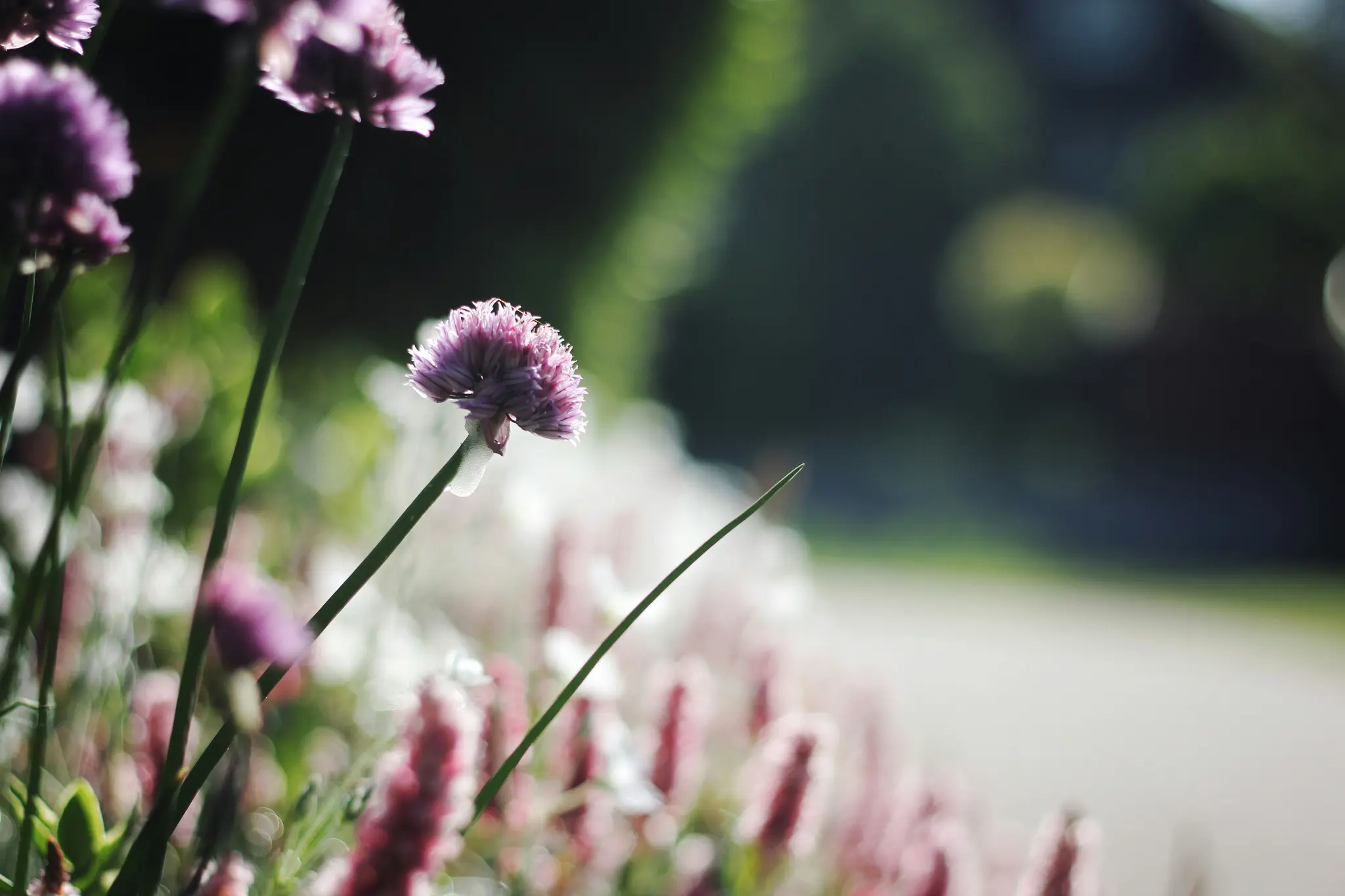 A close-up photo of several purple chive blossoms with long green stems, set against a soft, out-of-focus garden background.