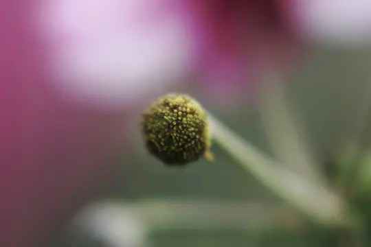Et makrobillede fanger en grøn, kugleformet blomsterknop dækket af bittesmå buler, der strækker sig fra en lysegrøn stilk.