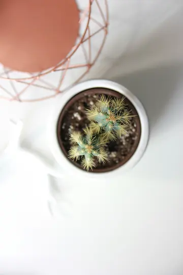 An overhead shot shows a small green cactus with yellow spines in a white pot, sitting on a white surface. A copper wire…
