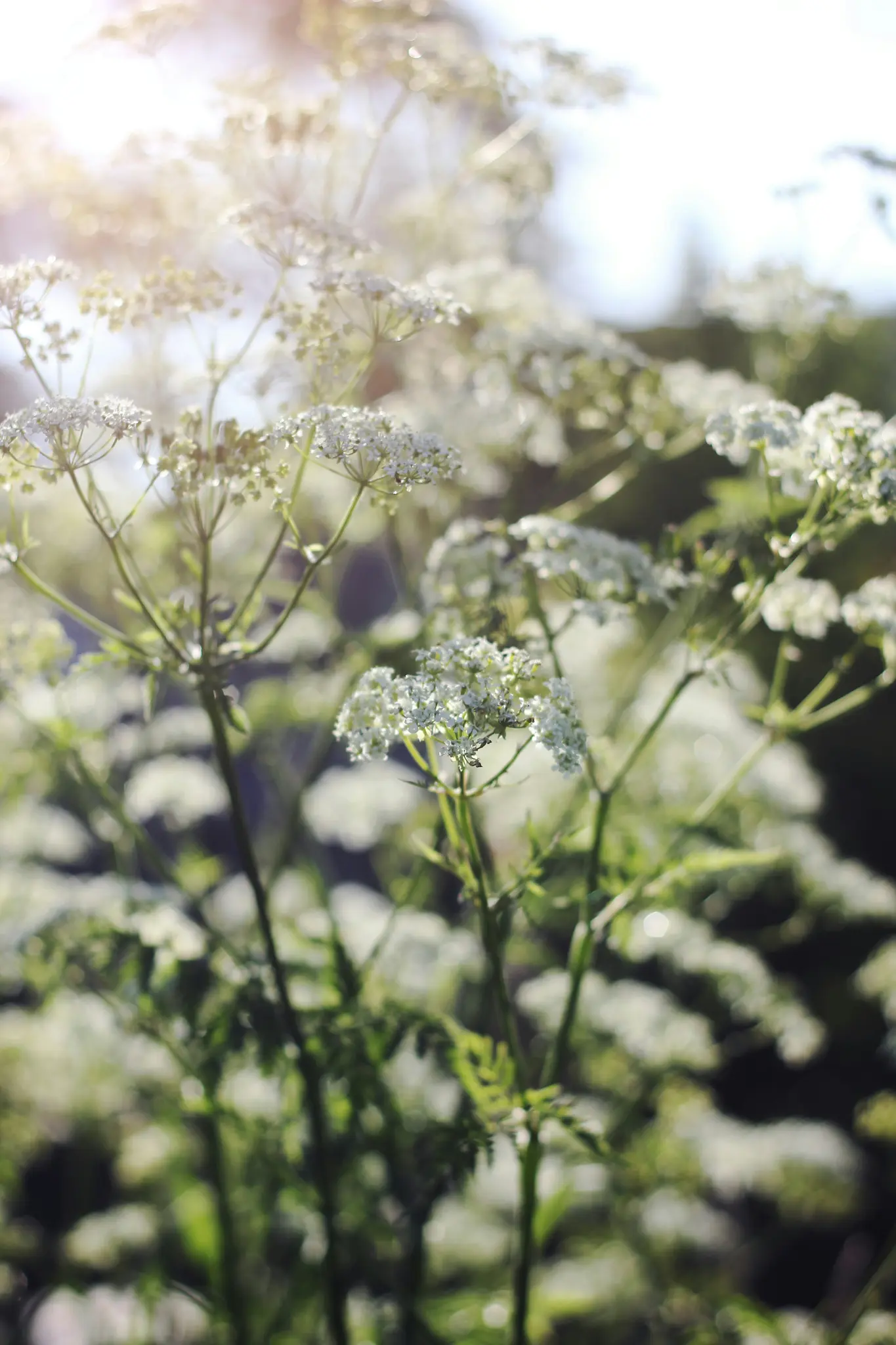 Et nærbillede af sarte hvide vilde blomster med grønne stilke og blade, badet i klart solskin med en blød objektivgengivelse.
