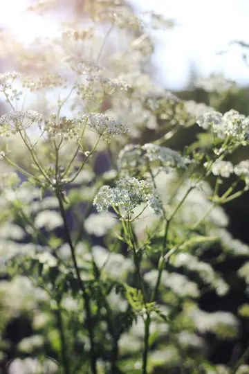 Et nærbillede af sarte hvide vilde blomster med grønne stilke og blade, badet i klart solskin med en blød objektivgengivelse.