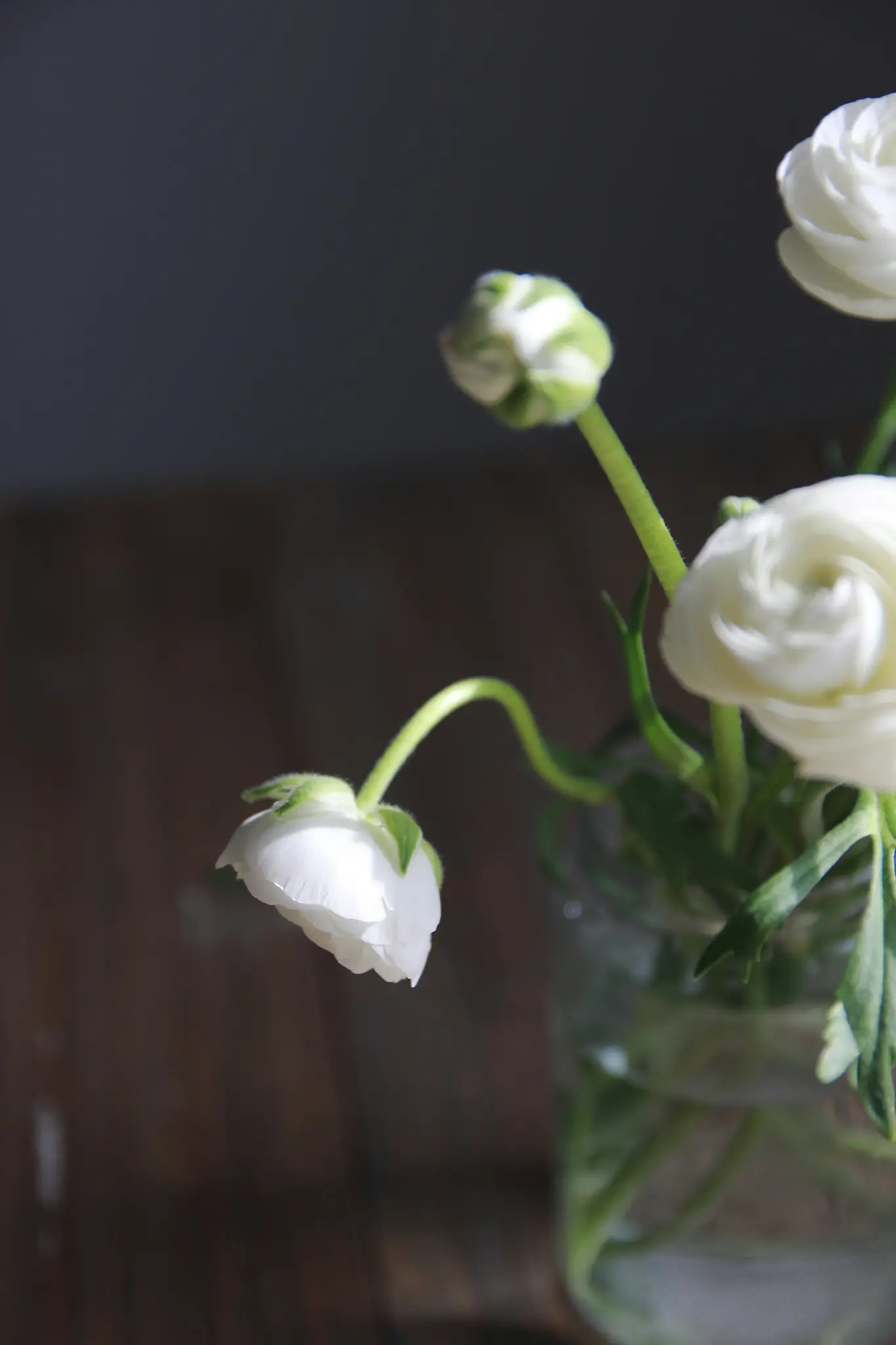 A close-up shot of white ranunculus flowers and buds in a clear glass vase, with a dark, out-of-focus background.