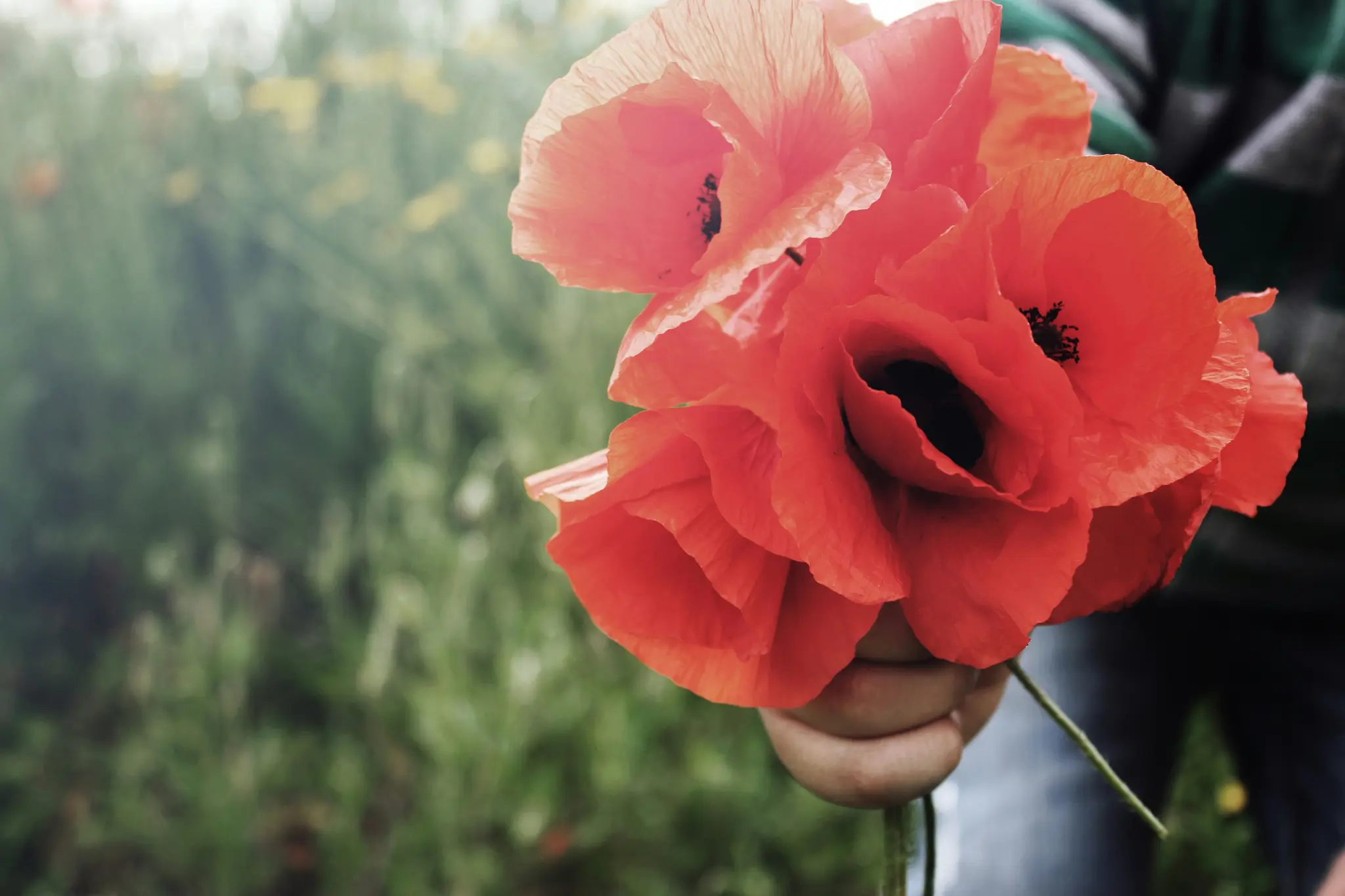 A close-up photo shows a hand holding a vibrant bouquet of red poppies with dark centers against a soft, blurred green…