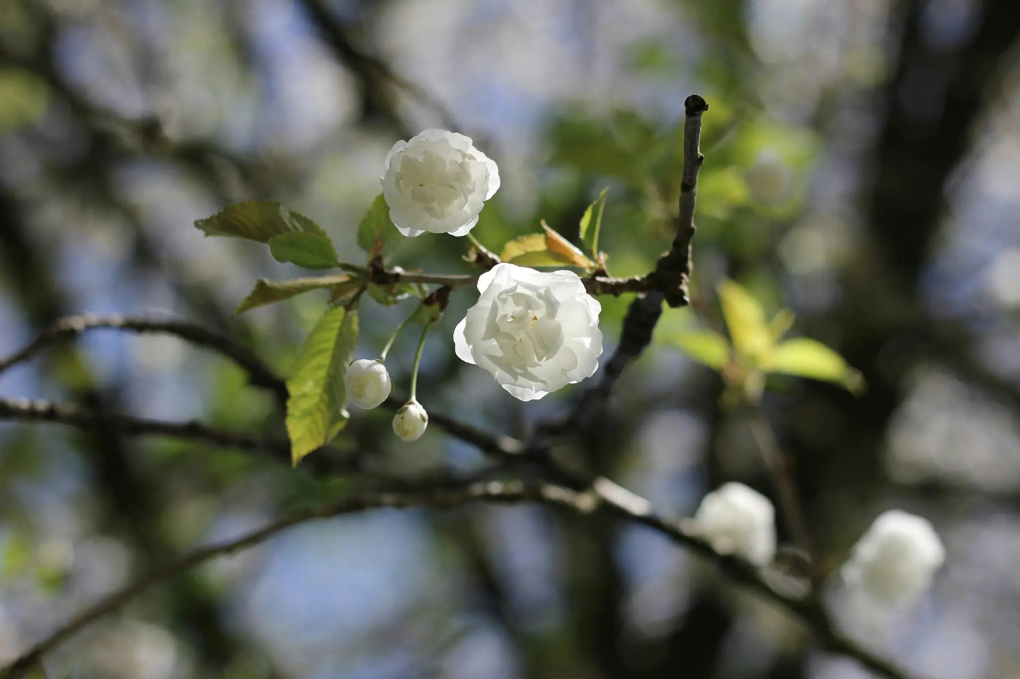 Et nærbillede af to hvide blomster og to knopper på en trægren med grønne blade og en sløret baggrund af træer...