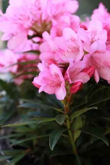 Et nærbillede af flere klare pink rhododendronblomster med mørkegrønne blade. Baggrunden er blødt sløret.
