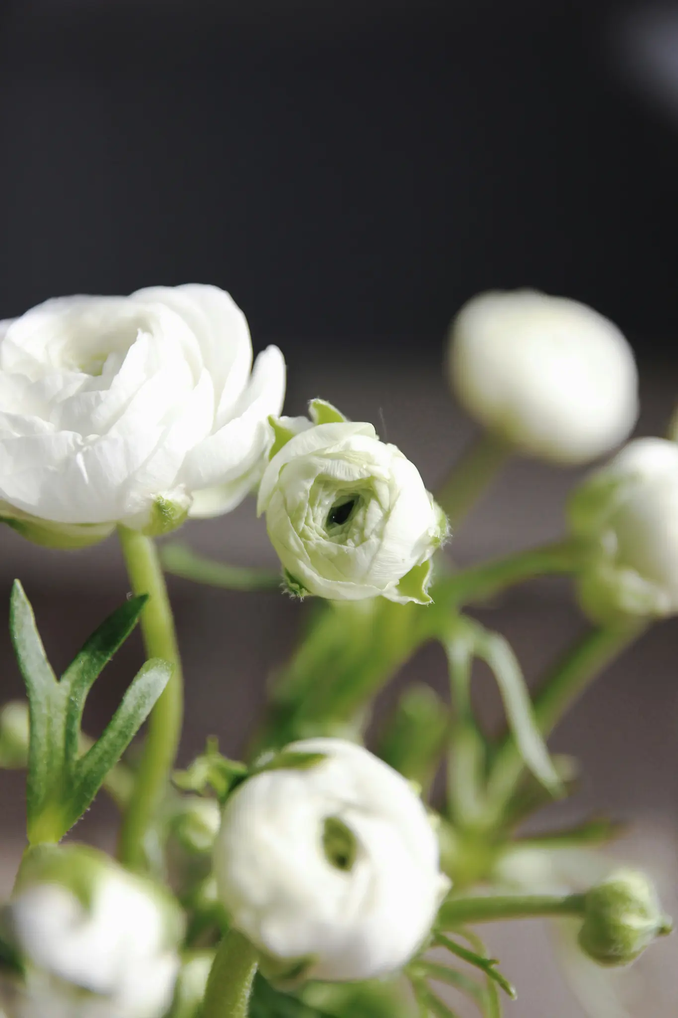 Et nærbillede viser flere hvide ranunkelblomster og knopper med grønne stilke og blade mod en mørk, sløret baggrund.