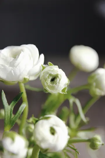 Et nærbillede viser flere hvide ranunkelblomster og knopper med grønne stilke og blade mod en mørk, sløret baggrund.