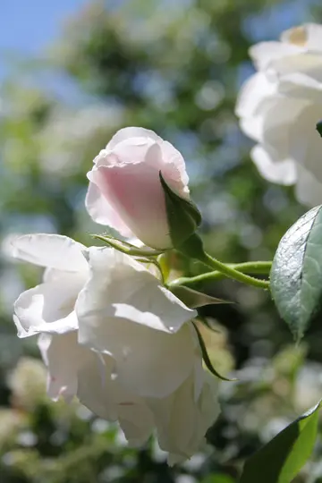 Et nærbillede viser en sart hvid rosenknop med en lyserød nuance, sammen med to delvist åbne hvide roser. Lyset er blødt og