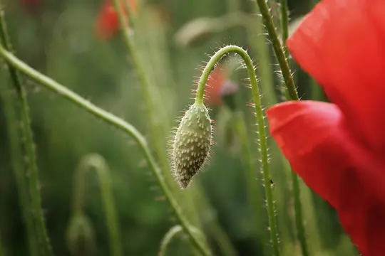 Et nærbillede af en grøn valmueknop med en bøjet, håret stilk, ved siden af et sløret, levende rødt valmueblad.