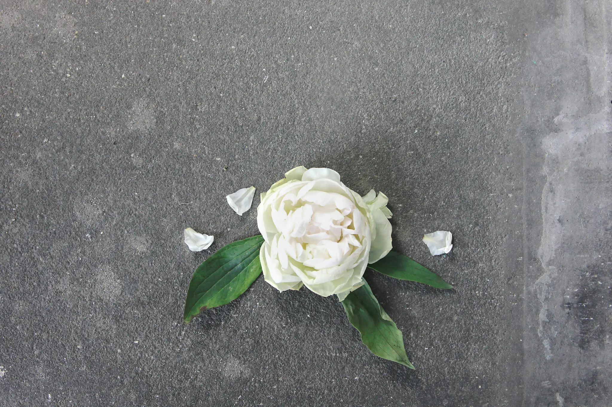 En hvid pæonblomst med grønne blade og et par løse hvide kronblade hviler på en mørkegrå, tekstureret overflade.