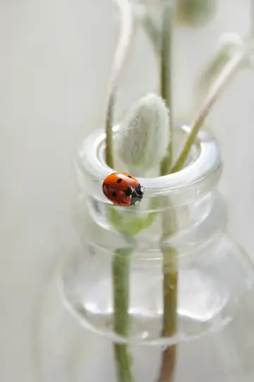 En klar rød mariehøne med sorte pletter sidder på den klare glasfælg af en flaske med grønne gæslingeblomstergrene.