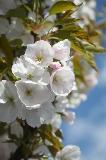 A close-up shot of delicate white and light pink cherry blossoms with yellow centers, surrounded by green leaves, against a…