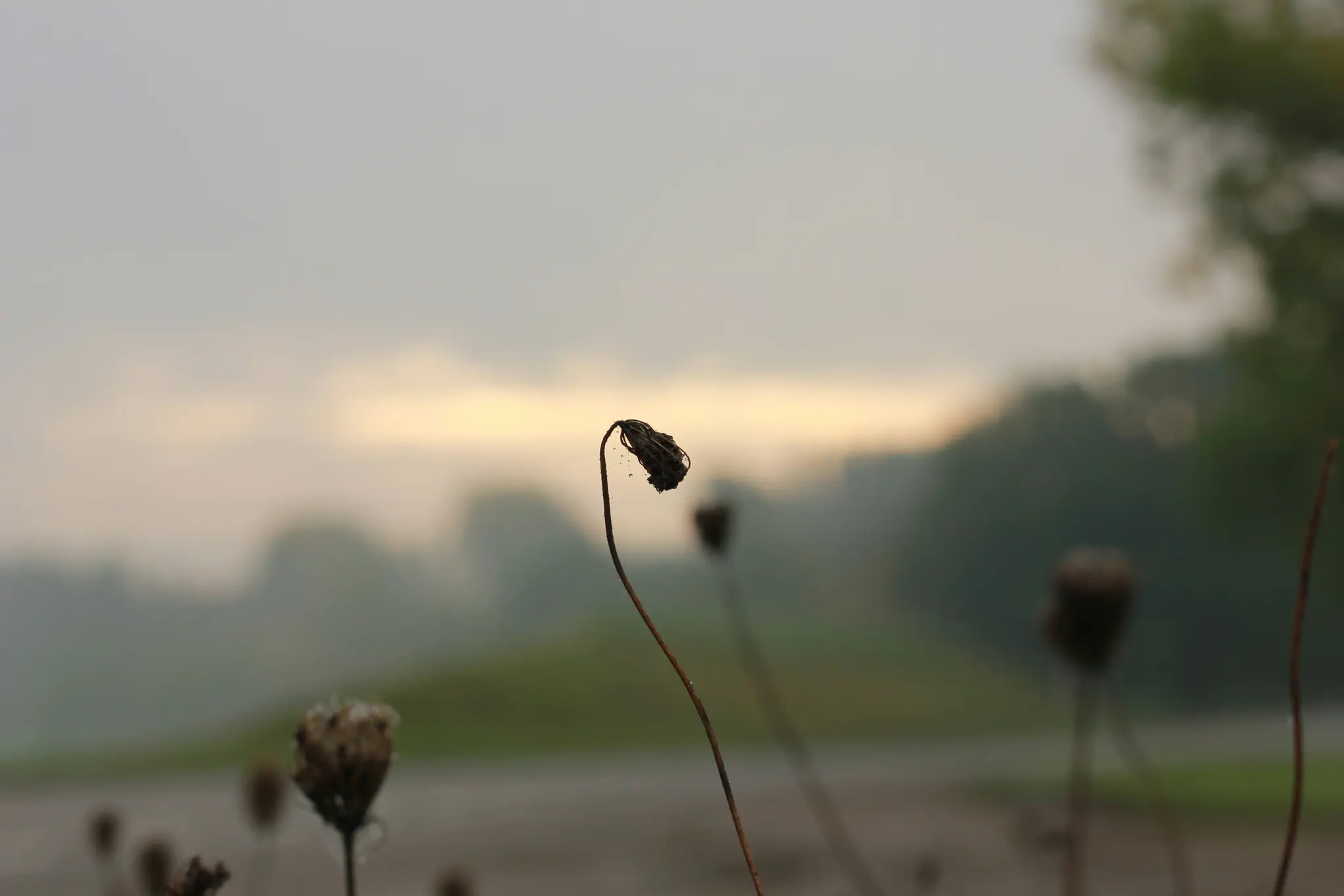 A close-up of a single dried plant stem with a dark seed head, slightly bent, against a soft, misty background.