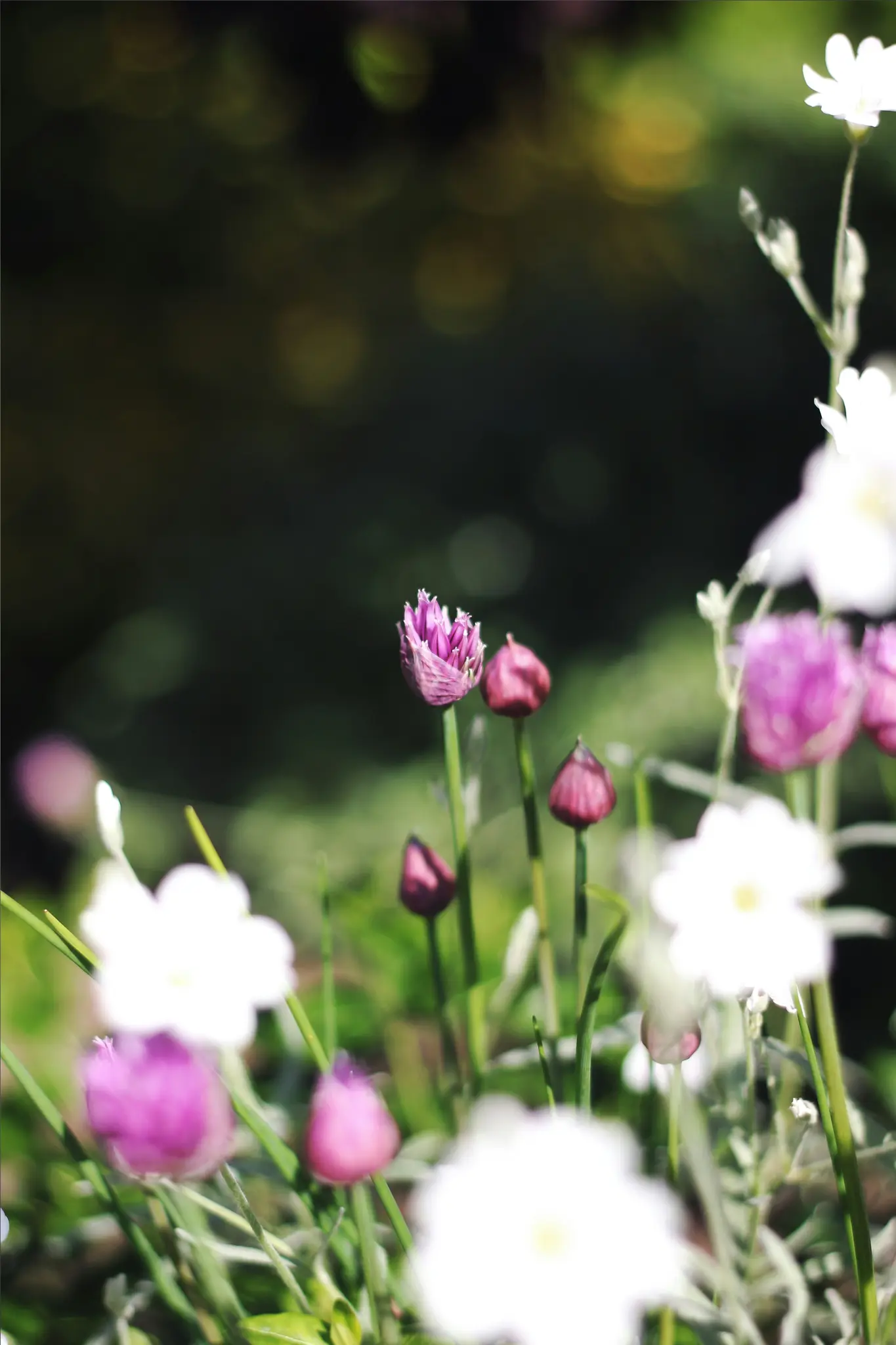 Et nærbillede af lilla purløgsblomster og hvide blomster i en have med en blød, sløret grøn baggrund.