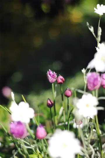 Et nærbillede af lilla purløgsblomster og hvide blomster i en have med en blød, sløret grøn baggrund.