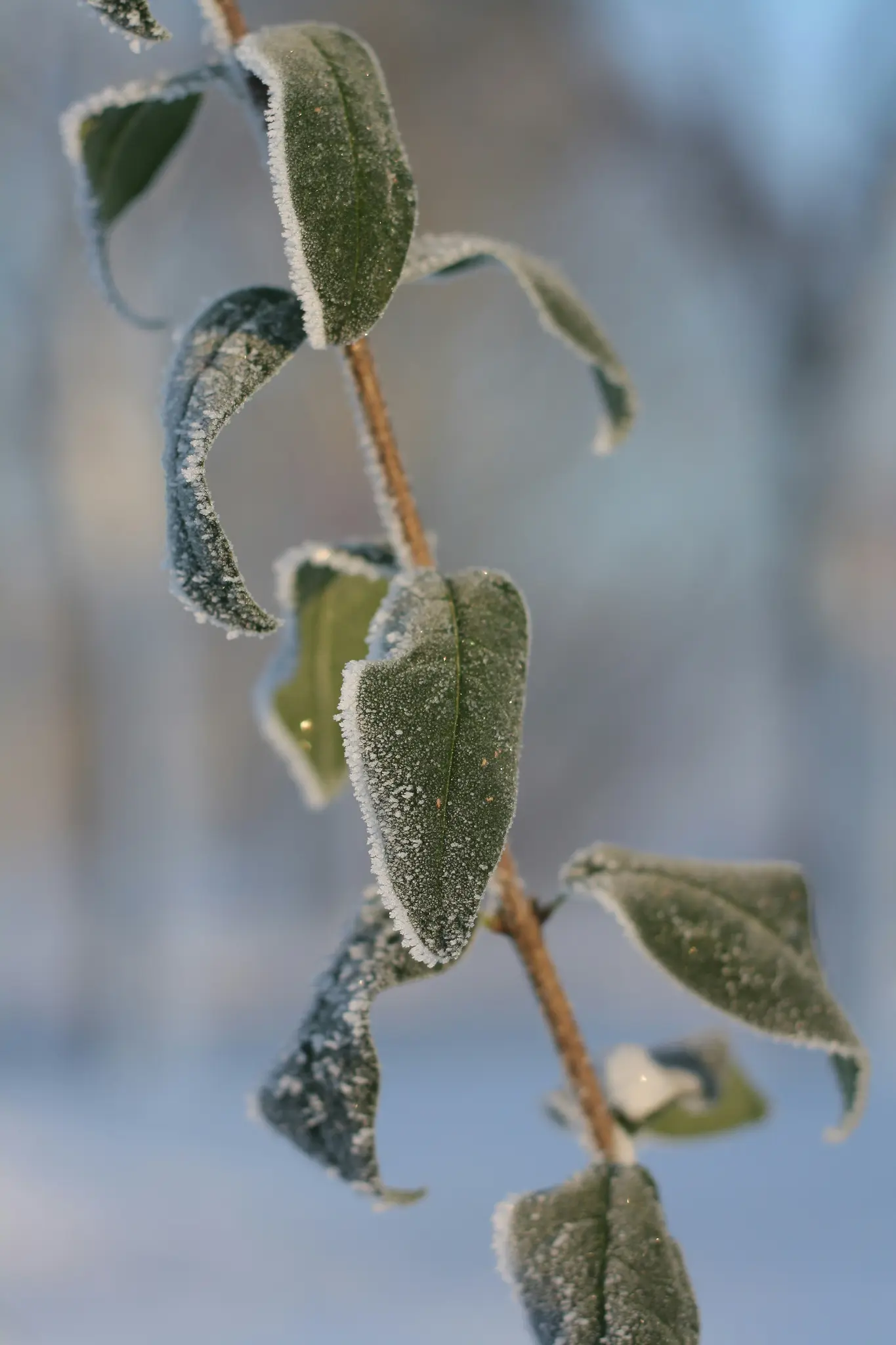 Pystysuora lähikuva kasvin varresta, jossa on useita vihreitä lehtiä, kaikki peitetty herkällä valkoisen kuuran kerroksella.