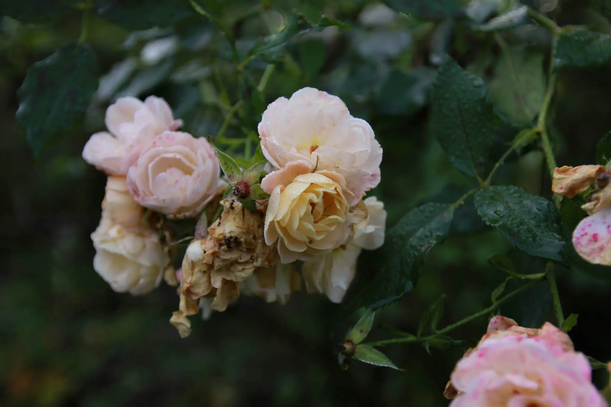 A close-up of a cluster of pale pink and yellow roses, some fresh with dew drops and others wilting, against a blurred…