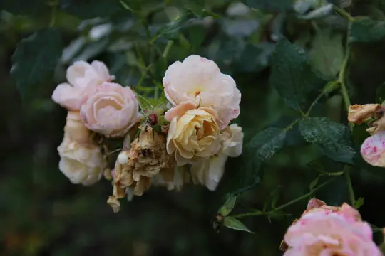 A close-up of a cluster of pale pink and yellow roses, some fresh with dew drops and others wilting, against a blurred…
