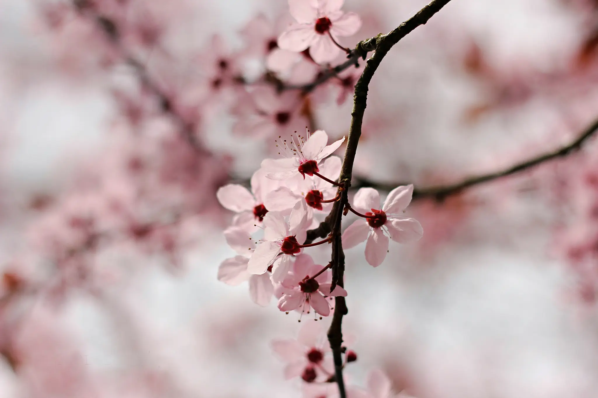 A close-up shot of light pink cherry blossoms with dark red centers on a brown branch, set against a soft, blurred…