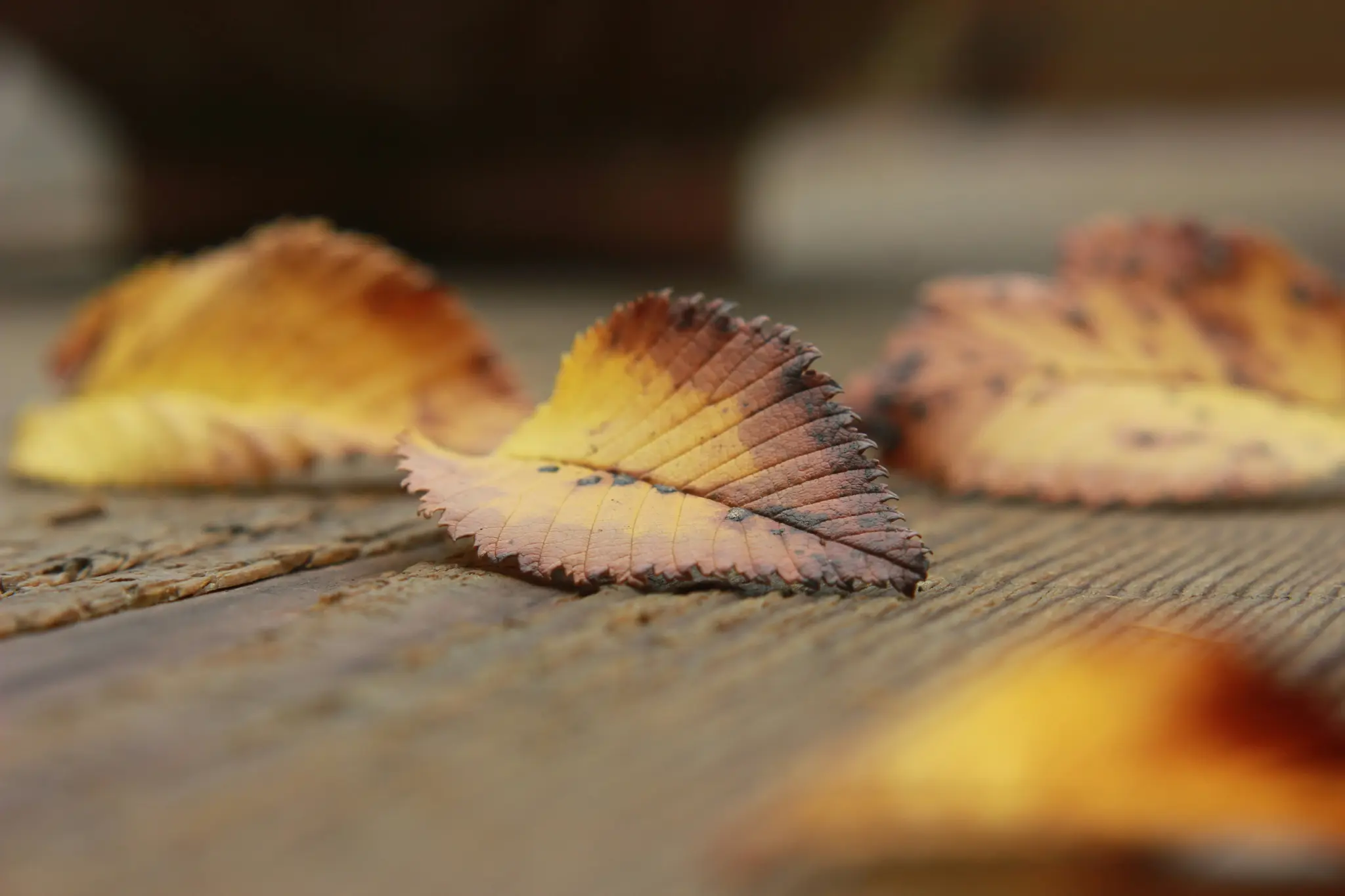 Et nærbillede af flere efterårsblade med takkede kanter, i nuancer af gul, orange og brun, der ligger på…