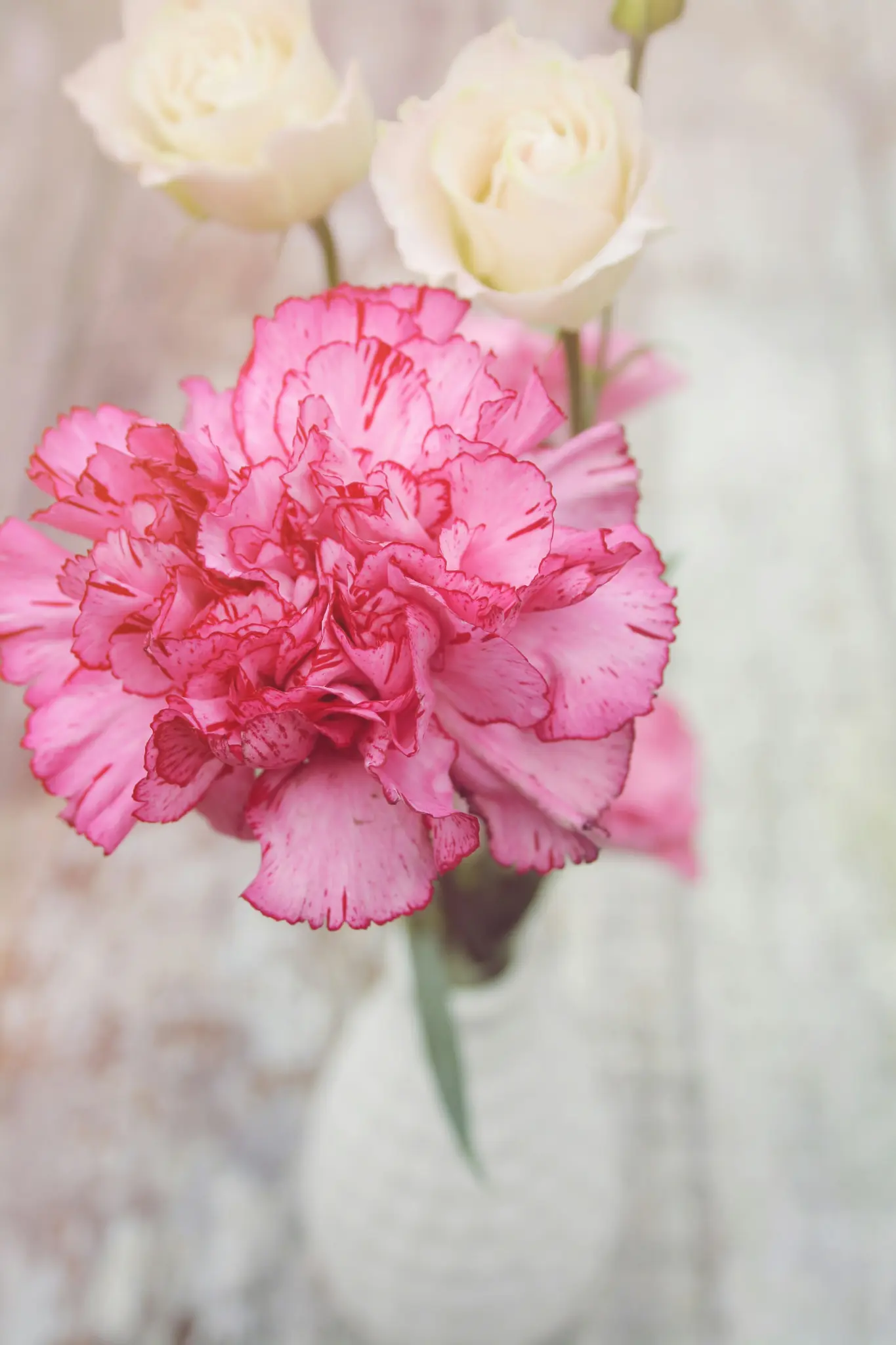 Et nærbillede af en krøllet pink nellike med mørkere pink striber, placeret centralt. To bløde hvide roser er slørede i…