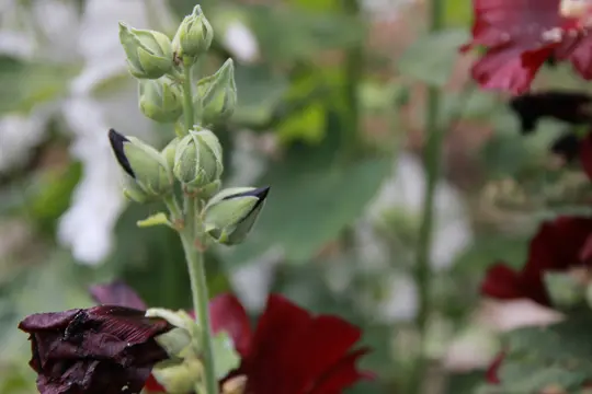 Et nærbillede af grønne blomsterknopper på en stilk, med nogle knopper der viser mørke spidser. Slørede røde og hvide