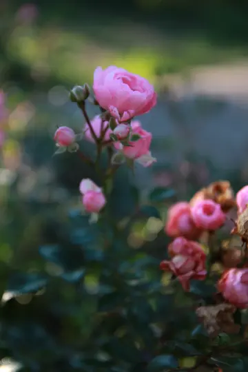 Et nærbillede af en klynge af pink roser og knopper, med en fuldt udsprunget rose i skarpt fokus. Baggrunden er...