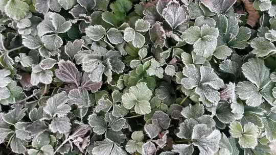 En nærbillede, top-down visning af forskellige grønne og rød-lilla blade dækket af et sart lag hvid frost.