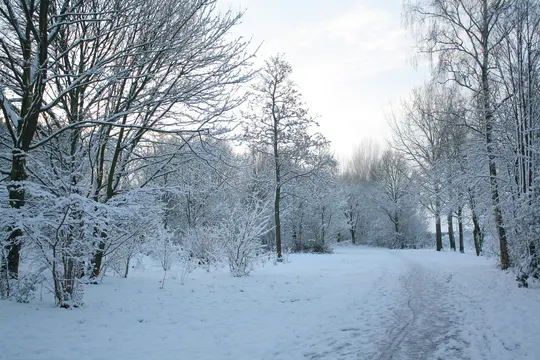 En snoet sti dækket af frisk sne fører gennem en tæt vinterskov. Bare trægrene er tungt belæsset med hvid…