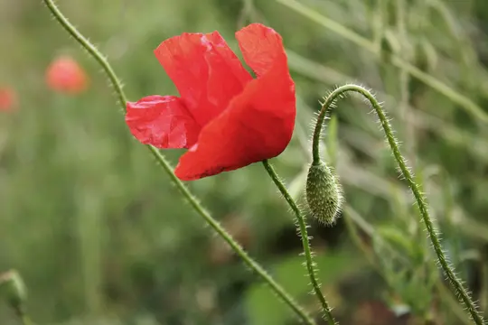 Et nærbillede af en klar rød valmueblomst med sarte kronblade og en behåret grøn stilk, ved siden af en dunet grøn