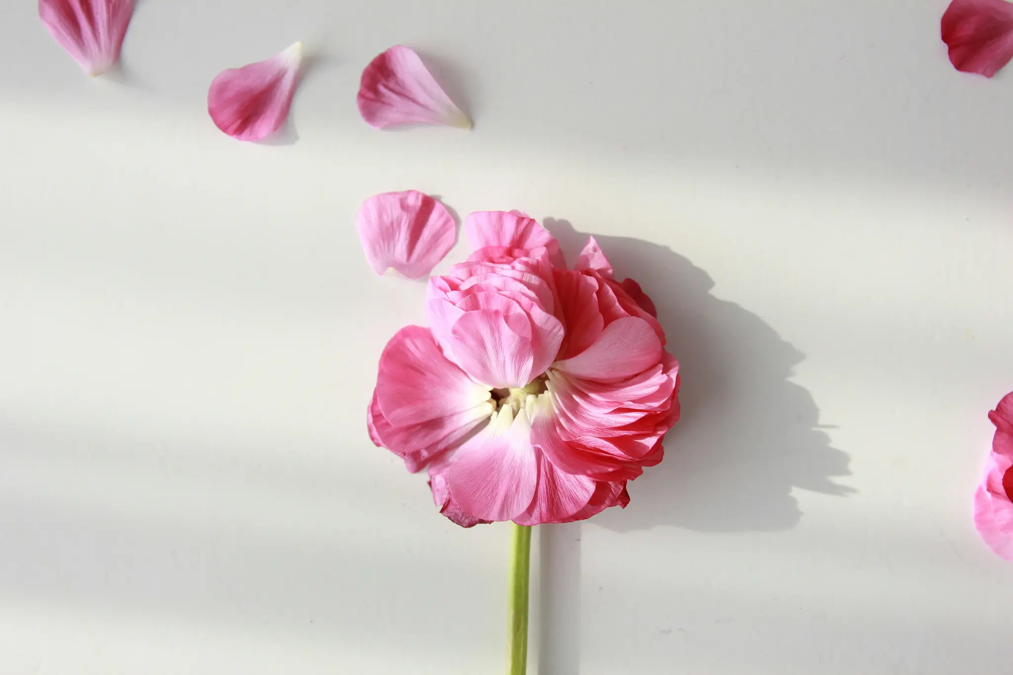 En levende pink ranunkelblomst med grøn stilk ligger på en hvid overflade, omgivet af flere løsrevne pink kronblade.