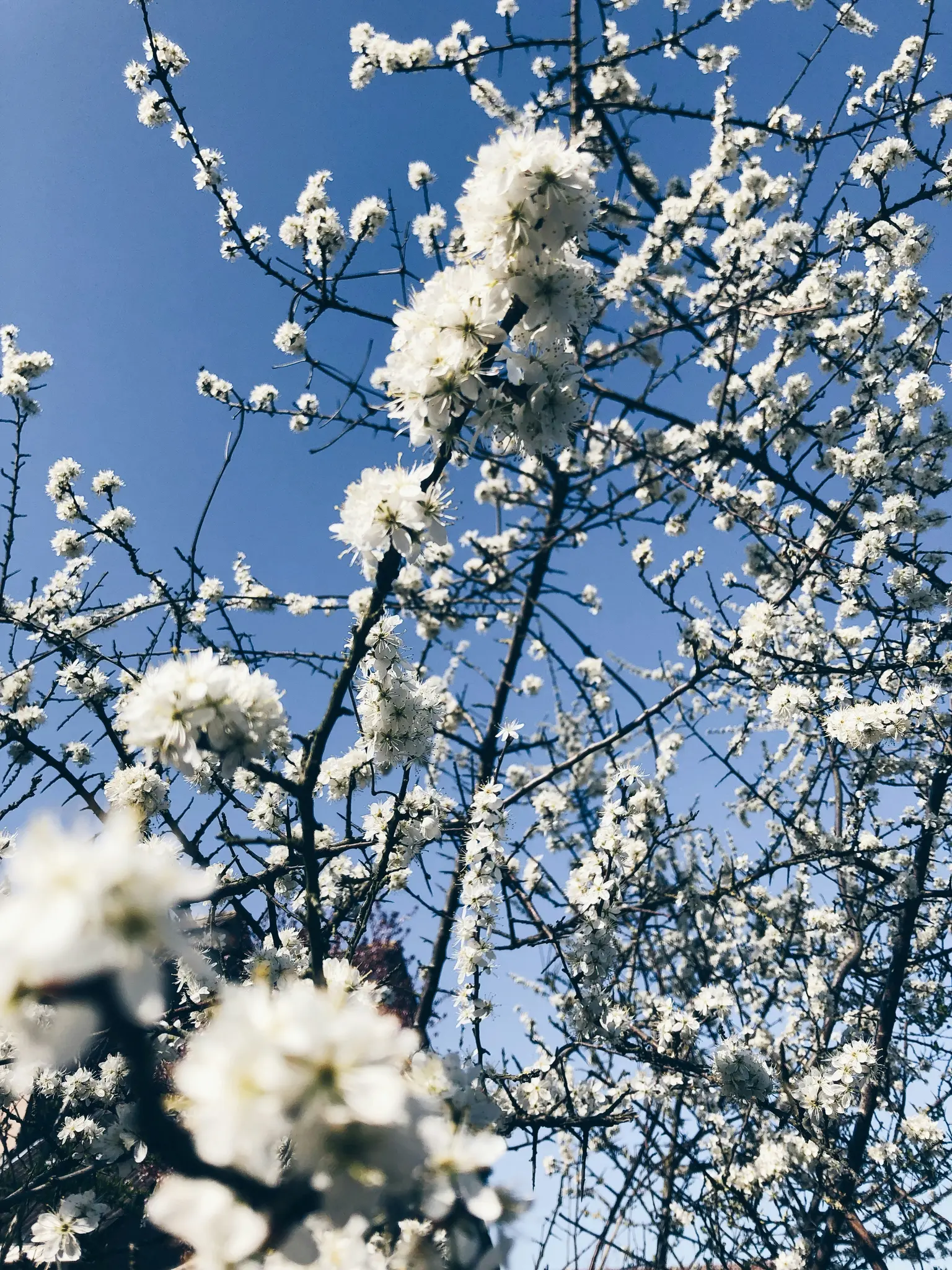 A low-angle shot of a tree covered in small white blossoms, with dark branches visible against a clear, bright blue sky.